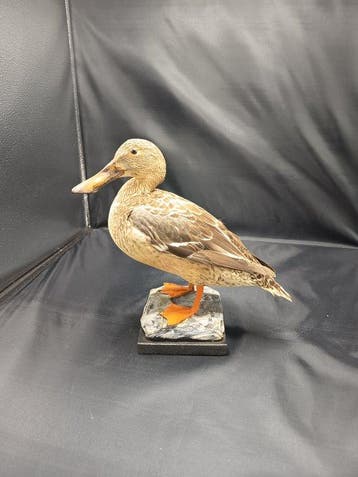 Mestolone Taxidermie replica montage - Spatula clypeata - 29, Nieuw