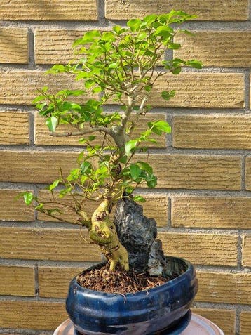 Bonsaï Troène (Ligustrum) - Hauteur (arbre) : 32 cm -
