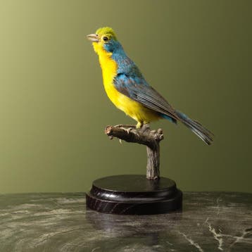 Regenbooggors Taxidermie Opgezette Dieren By Max, Verzamelen, Ophalen of Verzenden, Nieuw, Vogel, Opgezet dier