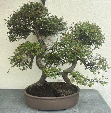 Chinese iep bonsai (Ulmus parviflora) - Hoogte (boom): 93 cm
