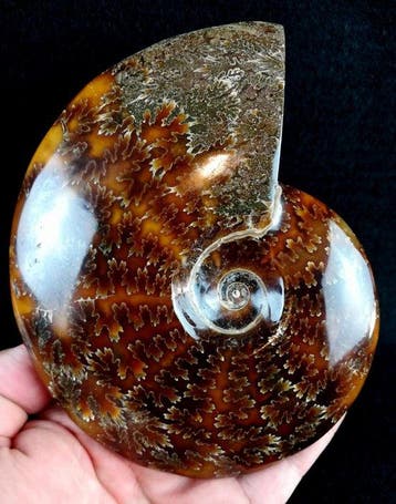 Ammoniet - Gefossiliseerd dier - Aioloceras (Cleoniceras)