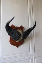 Trophée de chasse