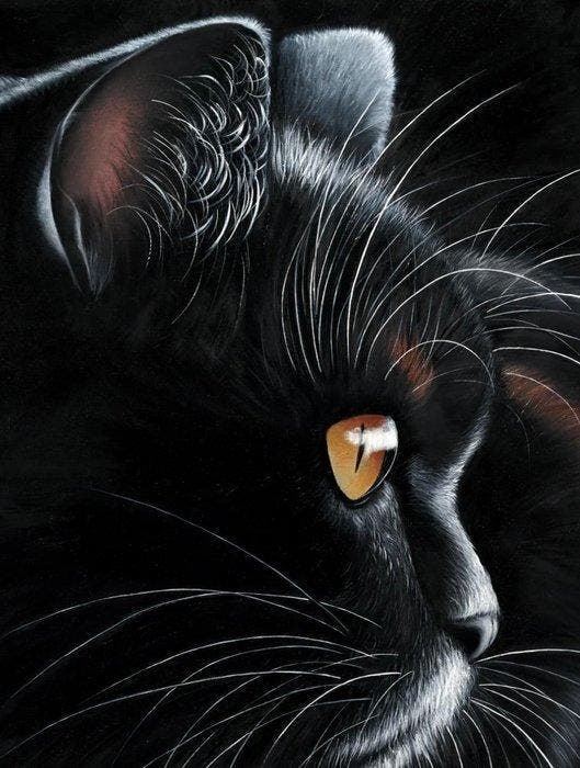 Jutta Plath - “Black Tiger”., Antiquités & Art, Art | Dessins & Photographie