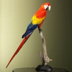 Geelvleugelara Taxidermie Opgezette Dieren By Max, Ophalen of Verzenden, Opgezet dier