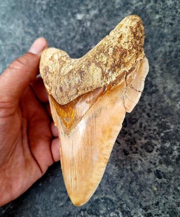 Megalodon - Fossiele tand - 14 cm - 9.5 cm, Verzamelen