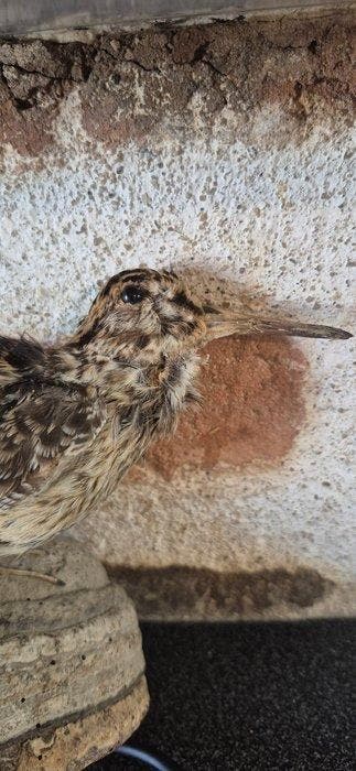 Gestippelde marouette Taxidermie wandmontage - Porzana, Nieuw