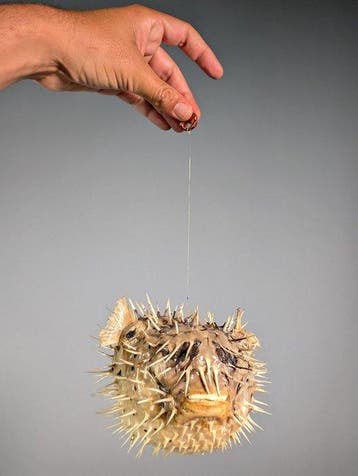 Prachtige stekelvis Taxidermie volledige montage -, Verzamelen, Nieuw