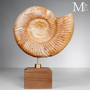 Perisphinctes - Jurassische elegantie op een houten sokkel