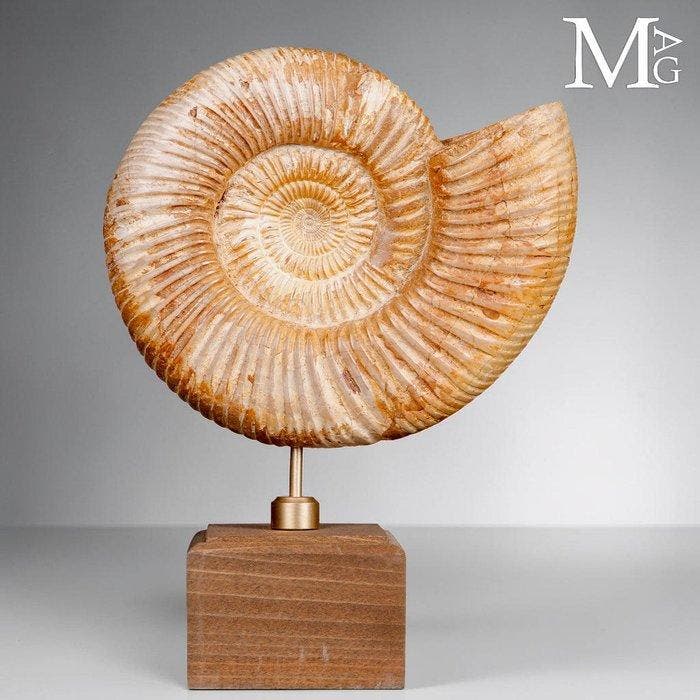 Perisphinctes - Jurassische elegantie op een houten sokkel, Collections, Minéraux & Fossiles