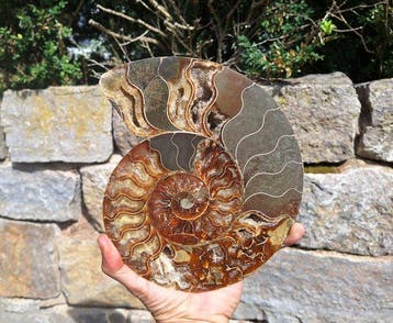 Big Ammonite - Gefossiliseerd dier - Aioloceras besairie -