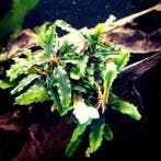 Bucephalandra Aqua Artica In Vitro, Dieren en Toebehoren, Verzenden, Nieuw