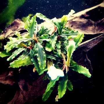 Bucephalandra Aqua Artica In Vitro, Dieren en Toebehoren, Verzenden, Nieuw