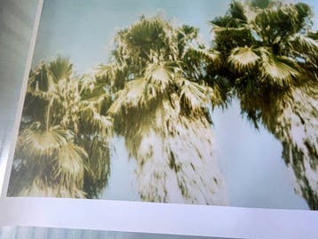 Stefanie Schneider - Palm Trees Dive by (Stranger than