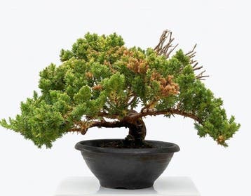 Bonsaï Genévrier (Juniperus) - Hauteur (arbre) : 17 cm -