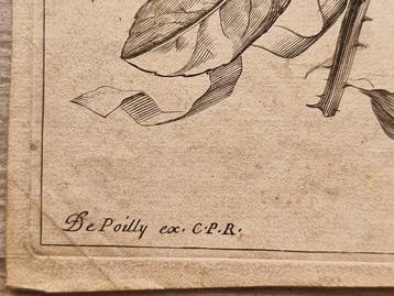 Jacques Vauquier (c. 1621–1686) - Fiori: Oeillet de Poëte,