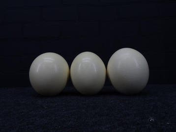 Ostrich Eggs - Taxidermie wandmontage - Struthio camelus -, Verzamelen, Nieuw