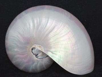 Nautiloidea Zeeschelp - S-558 NAUTILUS POMPILIUS (Zonder