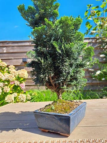 XL Chamaecyparis pot de bonsaï - Hauteur (arbre) : 40 cm -