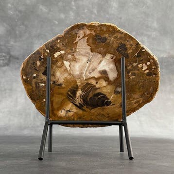 Magnifique tranche de bois pétrifié sur un socle