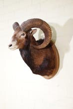 Grand trophée de mouflon Support mural pour taxidermie -, Collections, Collections Animaux