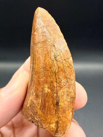 Dinosaure - Dent fossile - carcharodontosaurus saharicus -