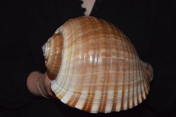 Zeeslak Zeeschelp - S-328 TONNA AMPULLACEA (Zonder, Verzamelen, Nieuw