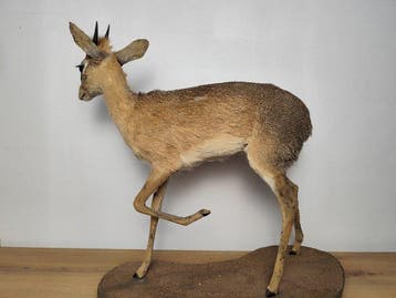 Dikdik Taxidermie volledige montage - Madoqua - 60 cm - 60