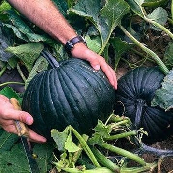 Dark Knight F1 Halloween zwartgroene pompoen, Nieuw