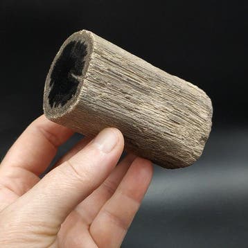 Gefossiliseerd hout - Dryobalanoxylon sp. (Zonder
