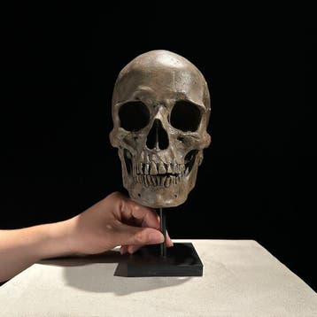 Beeld, NO RESERVE PRICE - Human Skull Replica on custom