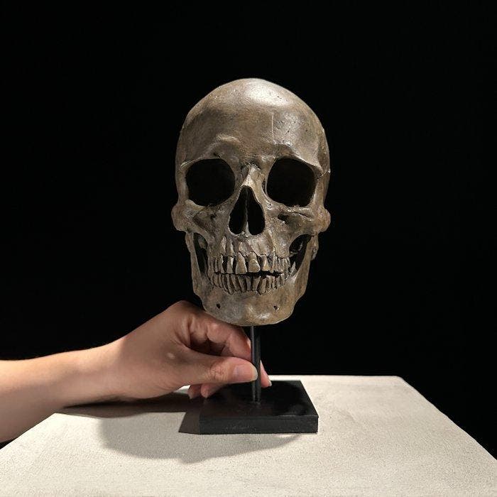 Beeld, NO RESERVE PRICE - Human Skull Replica on custom, Antiek en Kunst, Curiosa en Brocante