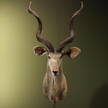 Koedoe Vintage Taxidermie Opgezette Dieren By Max, Ophalen of Verzenden, Nieuw, Wild dier, Opgezet dier