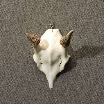 Edelhert Gewei Taxidermie Opgezette Dieren By Max, Ophalen of Verzenden, Nieuw, Wild dier, Opgezet dier
