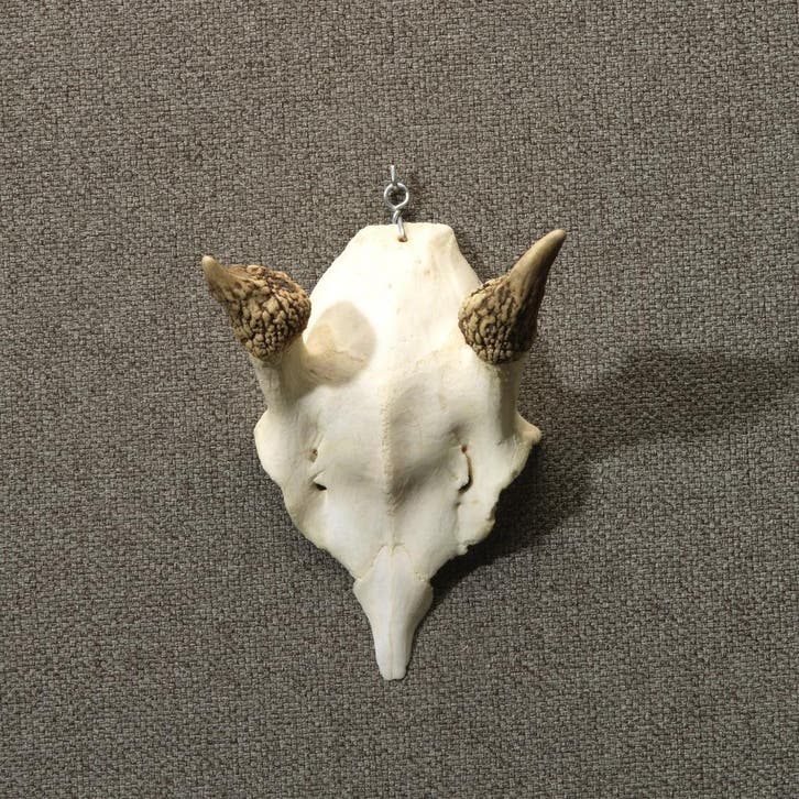 Edelhert Gewei Taxidermie Opgezette Dieren By Max, Collections, Collections Animaux, Enlèvement ou Envoi