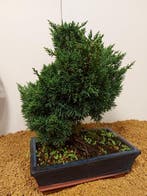 Jeneverbes bonsai (Juniperus) - Hoogte (boom): 29 cm -
