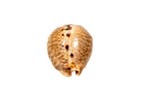 Mouse cowrie Skelet - Cypraea mus - 0 cm - 0 cm - 43 mm-, Nieuw