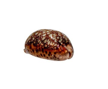 Mauritia scurra (42 mm, Toptoestand GEM) – Uitstekend, Verzamelen, Dierenverzamelingen, Nieuw