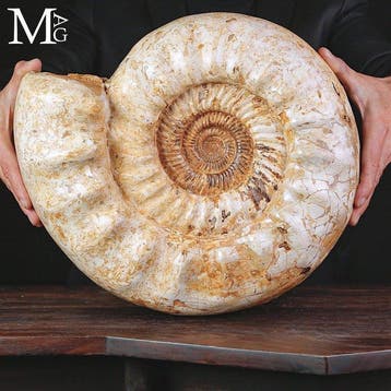 Monumentaal Kranaosphinctes Ammonietfossiel - Prachtig