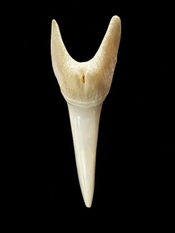 Requin mako Dent - Isurus oxyrinchus (ONLY EU) - 40 mm - 16