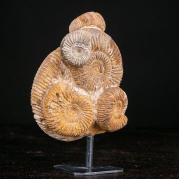 Zeldzame Jura-perisphinctes ammonietengroep - Natuurlijke, Nieuw