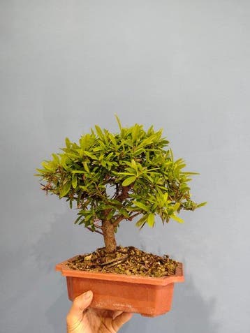 Vuurdoorn bonsai (Pyracantha) - Hoogte (boom): 32 cm -