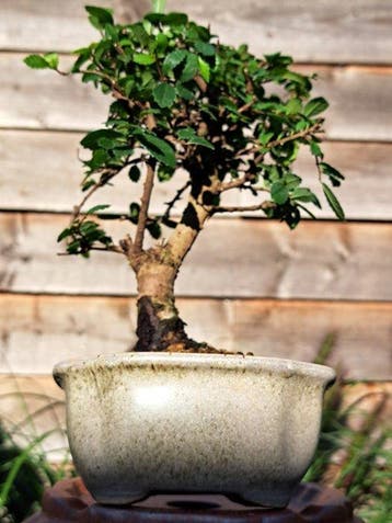 Chinese iep bonsai (Ulmus parviflora) - Hoogte (boom): 20 cm