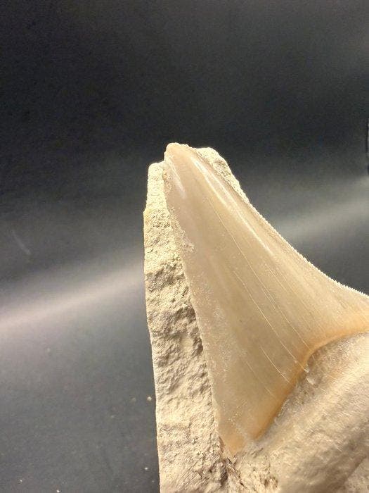 Megalodon - Fossiele tand - Carcharocles megalodon - 7.8 cm, Collections, Minéraux & Fossiles