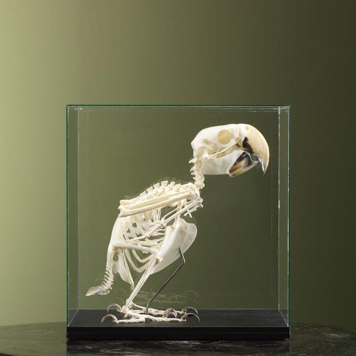 Groenvleugelara Skelet Taxidermie Opgezette Dieren By Max, Collections, Collections Animaux, Enlèvement ou Envoi