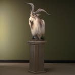Landgeit op Pedestal Taxidermie Opgezette Dieren By Max, Ophalen of Verzenden, Opgezet dier