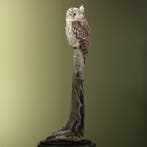 Oeraluil Taxidermie Opgezette Dieren By Max, Ophalen of Verzenden, Nieuw, Vogel, Opgezet dier