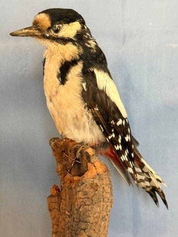 Grote bonte specht Taxidermie volledige montage -