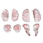 Anatomisch model hersenen met slagaderen, 8 delen ST-ATM 59, Verzenden, Nieuw