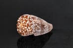 Zeeslak  GEM  Skelet - Conus amadis - der Nachtjäger  - 0, Nieuw