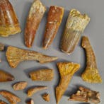 Ongedetermineerde collectie - Fossiele tand - Dinosaur:
